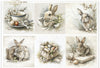 Assorted rice paper set 5 - Crafty Wizard