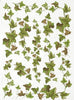 Assorted rice paper set 14