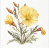 Desert Flowers 1 - rice paper set
