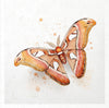 Butterflies - rice paper set - Crafty Wizard