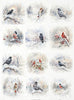 Assorted rice paper set 13