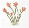Desert Flowers 2 - rice paper set