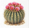 Desert Flowers 1 - rice paper set