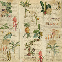 8" x 8" paper pad - Botany Exotic