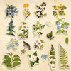 58pcs Botany Summer die cuts - Crafty Wizard